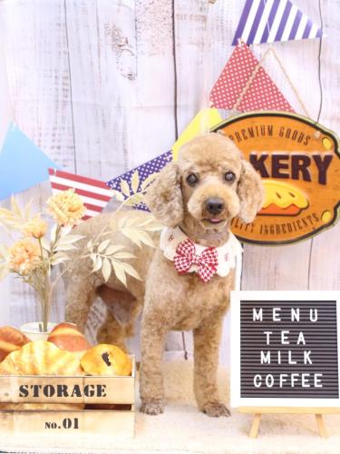 20240912ノンくん